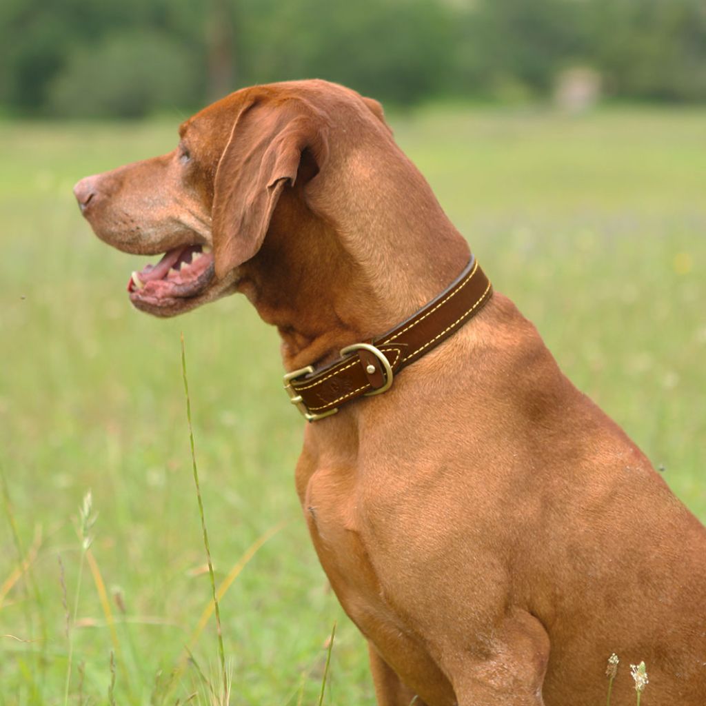 ELS TRAINER COLLAR SIMONSTOWN LARGE